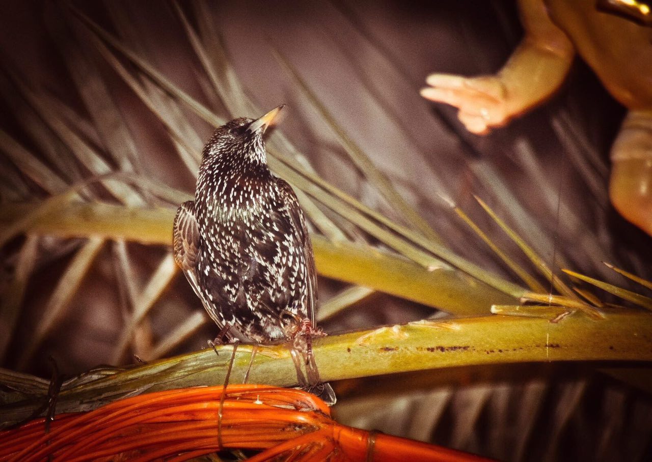 Podemos Elche critica también el uso de estorninos vivos en el trono de La Oración en el Huerto Podemos Elche critica también el uso de estorninos vivos en el trono de La Oración en el Huerto