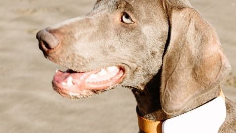 Geolocalizaci&oacute;n de mascotas