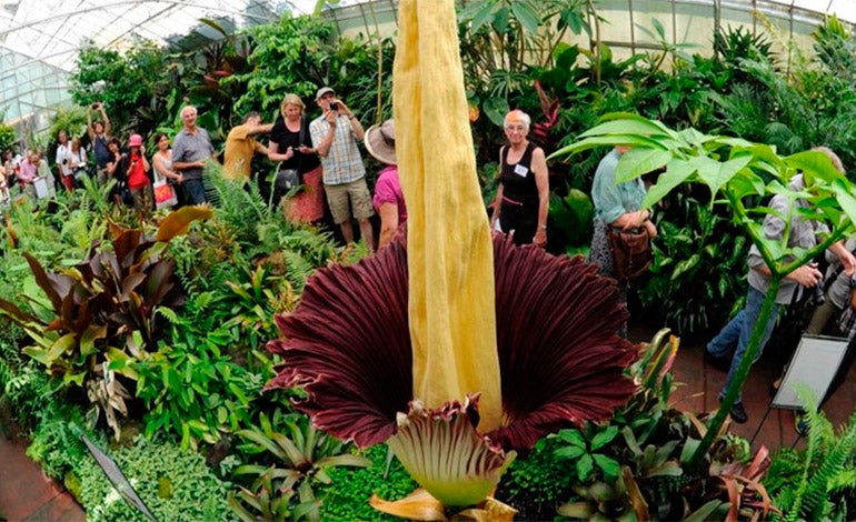 Dos ejemplares de la mayor flor del mundo brotan en el jardín botánico de Bélgica Dos ejemplares de la mayor flor del mundo brotan en el jardín botánico de Bélgica
