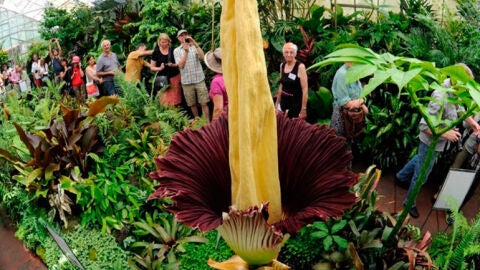 Ejemplar de la flor m&aacute;s grande del mundo en el jard&iacute;n Bot&aacute;nico Jindai de Tokio 