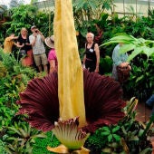 Ejemplar de la flor más grande del mundo en el jardín Botánico Jindai de Tokio 