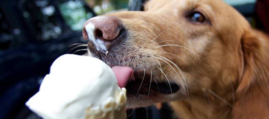 Helado para perros Helado para perros