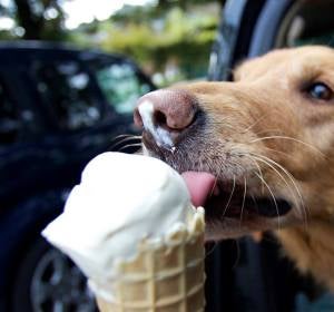 Helado para perros Helado para perros