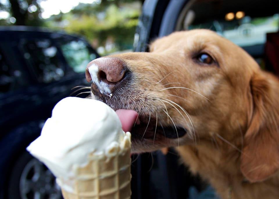 ¿Cómo controlar la ingesta de alimento de un perro? ¿Cómo controlar la ingesta de alimento de un perro?