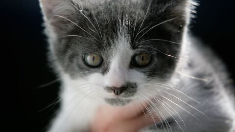 Imagen de un gato callejero