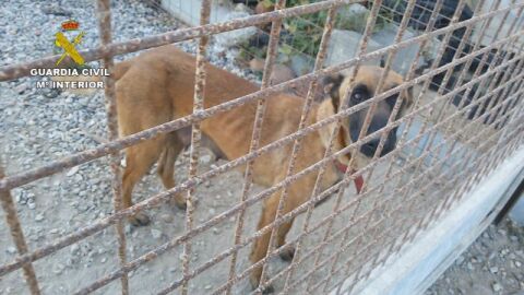 Detenido un hombre por abandonar y maltratar a 19 perros en El Ejido (Almer&iacute;a)