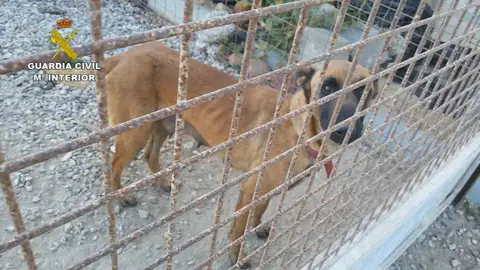 Detenido un hombre por abandonar y maltratar a 19 perros en El Ejido (Almería) Detenido un hombre por abandonar y maltratar a 19 perros en El Ejido (Almería)