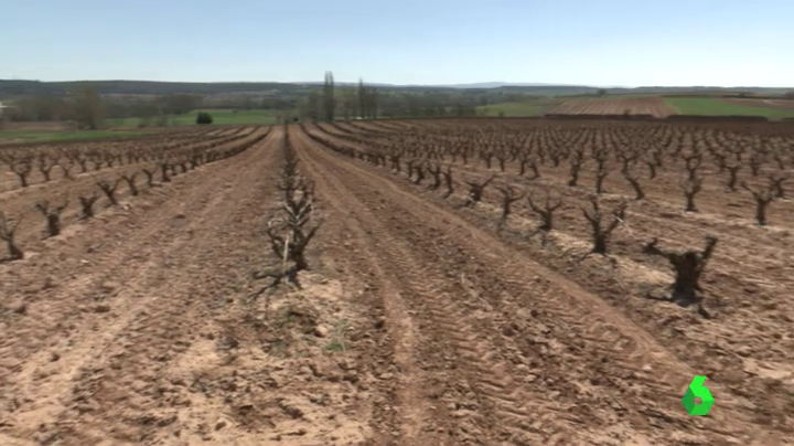 Agroseguro abona 4,6 millones en indemnizaciones a productores de uva de vino de Extremadura por los siniestros del 2023 Agroseguro abona 4,6 millones en indemnizaciones a productores de uva de vino de Extremadura por los siniestros del 2023