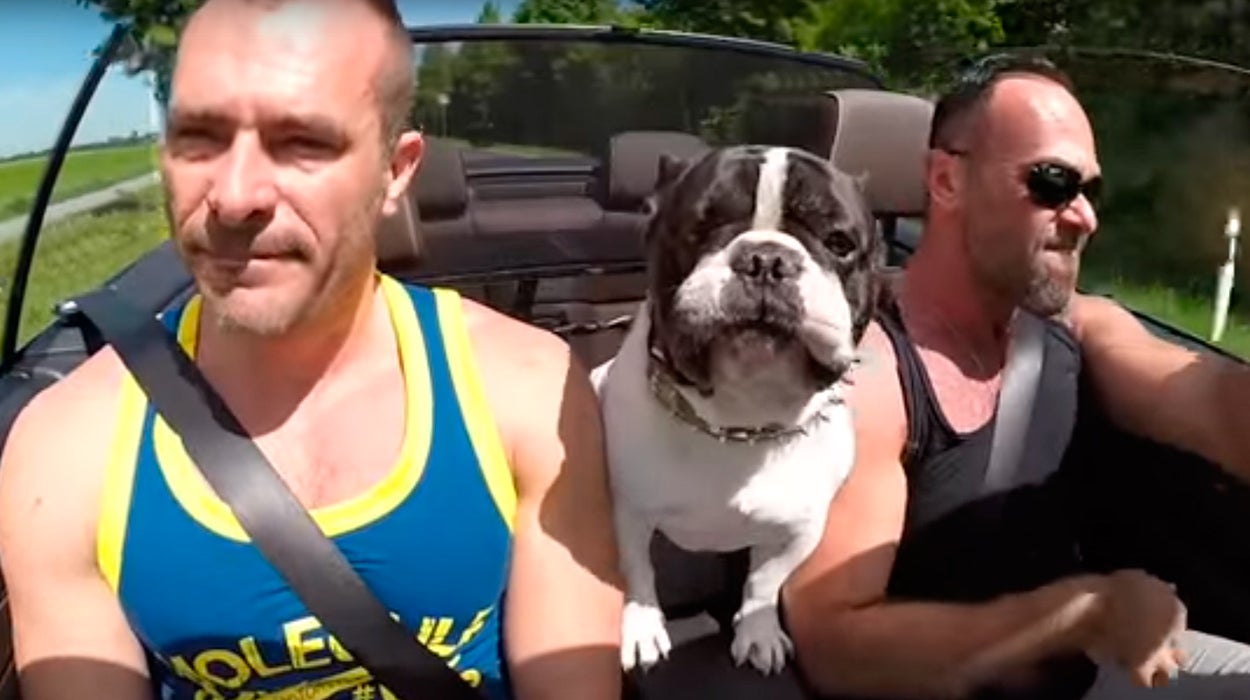 Internet: Junior, el bulldog que arrasa en las redes cantando Internet: Junior, el bulldog que arrasa en las redes cantando