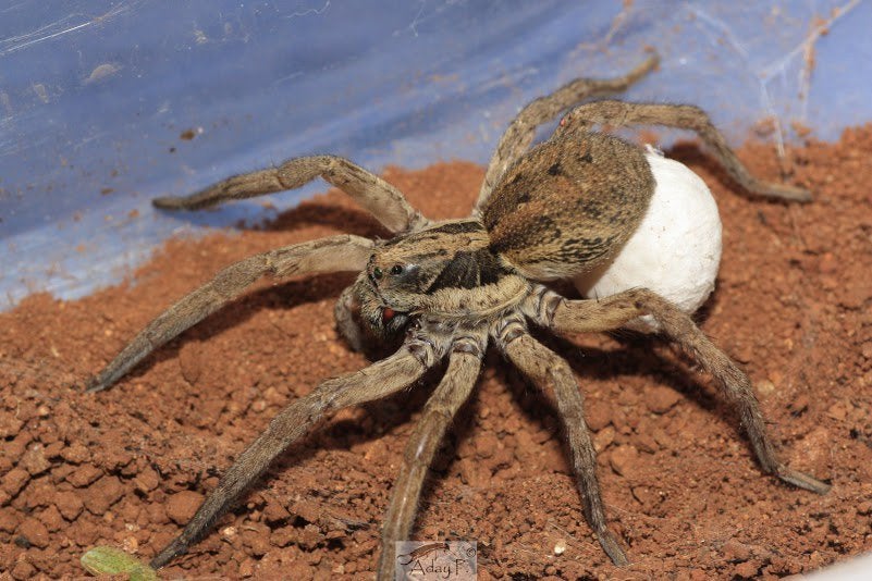 Tertulia zona cero: La personalidad de las arañas lobo Tertulia zona cero: La personalidad de las arañas lobo