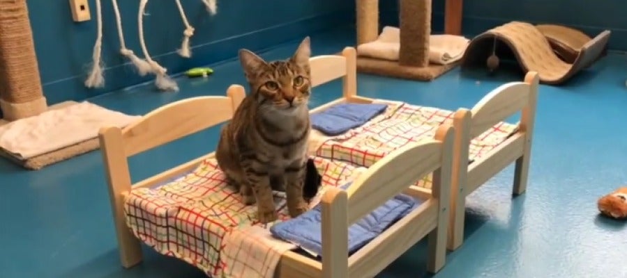 Ikea dona camas de muñecas en un refugio de Canadá para que los gatos duerman mejor Ikea dona camas de muñecas en un refugio de Canadá para que los gatos duerman mejor