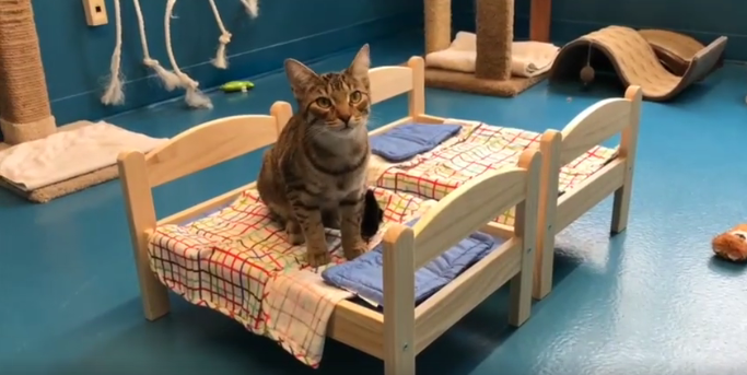 Donan camas de muñecas a un refugio de Canadá para que los gatos duerman mejor Donan camas de muñecas a un refugio de Canadá para que los gatos duerman mejor