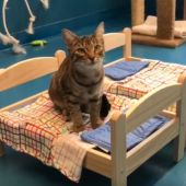 Ikea dona camas de muñecas en un refugio de Canadá para que los gatos duerman mejor