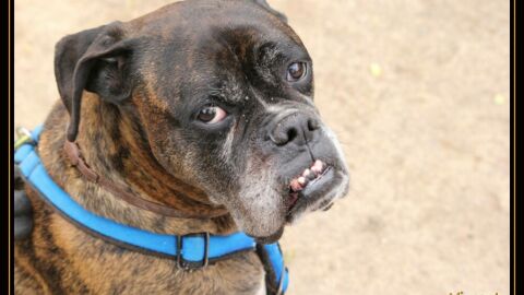 Blas de la Protectora Mirada Animal