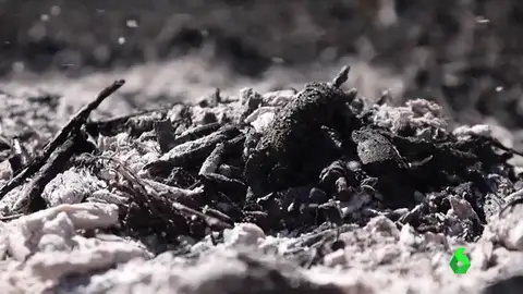 Frame 10.038896 de: El proyecto 'Ashes to life' pretende fabricar jabones ecológicos con las cenizas de los bosques quemados Frame 10.038896 de: El proyecto 'Ashes to life' pretende fabricar jabones ecológicos con las cenizas de los bosques quemados