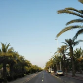 Elche. Elche.
