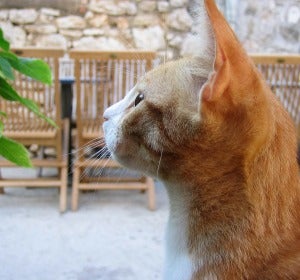 Gato Gato