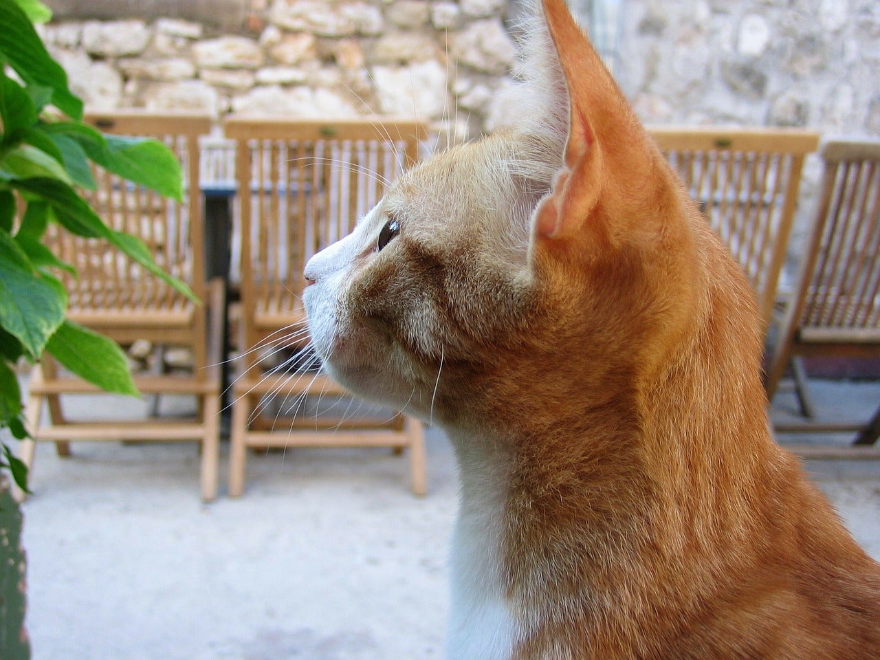 ¿Pueden los gatos hablar? ¿Pueden los gatos hablar?
