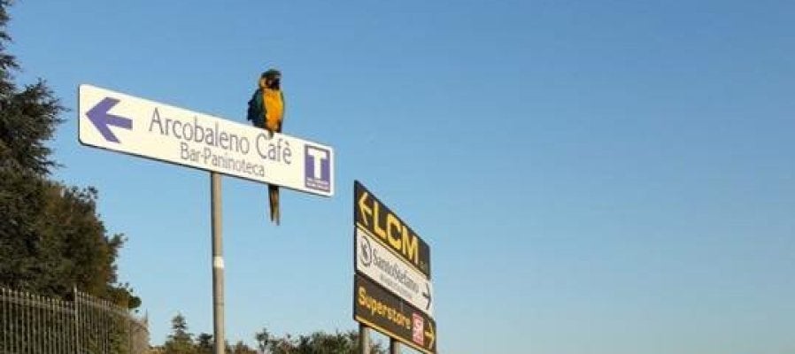 El loro que solía acompañar a Scarponi en sus entrenamientos El loro que solía acompañar a Scarponi en sus entrenamientos