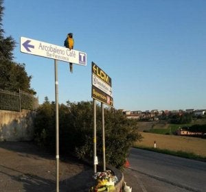 El loro que solía acompañar a Scarponi en sus entrenamientos El loro que solía acompañar a Scarponi en sus entrenamientos