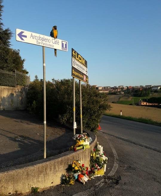 El guacamayo que espera la vuelta de Scarponi El guacamayo que espera la vuelta de Scarponi