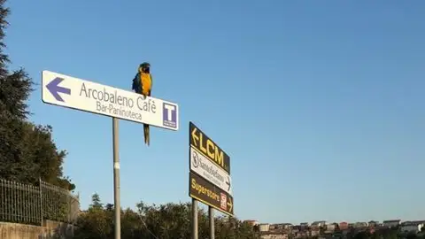 El loro que solía acompañar a Scarponi en sus entrenamientos El loro que solía acompañar a Scarponi en sus entrenamientos