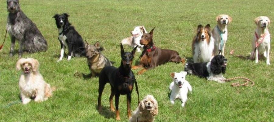 La localidad de Crevillent ha impulsado la creación de un registro de ADN canino para luchar contra los excrementos en la vía pública. La localidad de Crevillent ha impulsado la creación de un registro de ADN canino para luchar contra los excrementos en la vía pública.