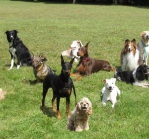 La localidad de Crevillent ha impulsado la creación de un registro de ADN canino para luchar contra los excrementos en la vía pública. La localidad de Crevillent ha impulsado la creación de un registro de ADN canino para luchar contra los excrementos en la vía pública.