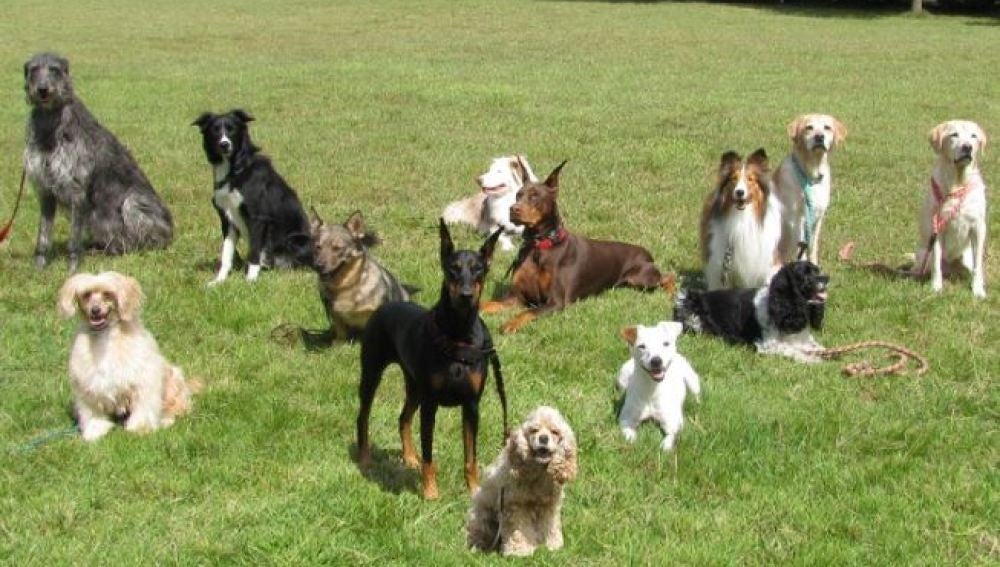 La localidad de Crevillent ha impulsado la creación de un registro de ADN canino para luchar contra los excrementos en la vía pública.