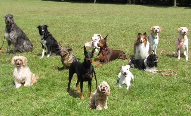 Carmena anuncia que el Ayuntamiento estudia un registro de ADN de mascotas para identificar sus excrementos Carmena anuncia que el Ayuntamiento estudia un registro de ADN de mascotas para identificar sus excrementos