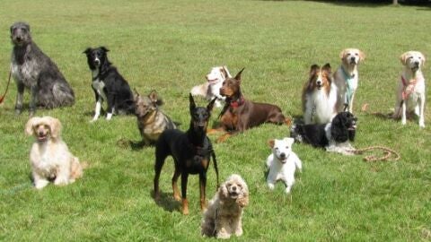 Crean el mapa mas completo de la evolucion de las razas de perros