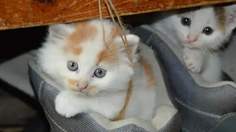 Los gatos que viven en el interior de las casas están más expuestos al aire y al polvo del hogar Los gatos que viven en el interior de las casas están más expuestos al aire y al polvo del hogar