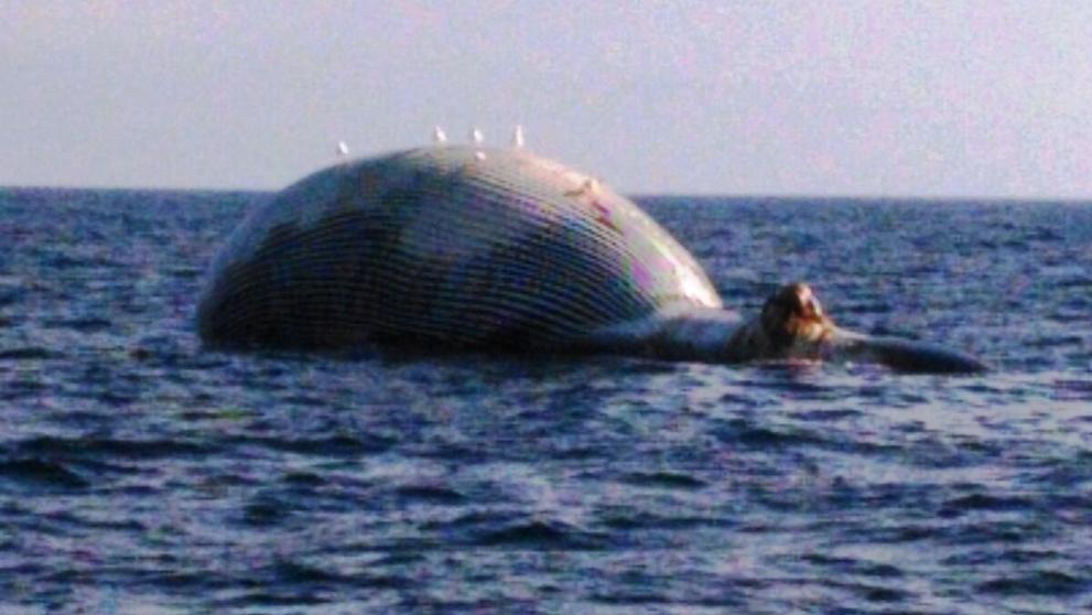Las ballenas 'toman' el Mediterráneo Las ballenas 'toman' el Mediterráneo