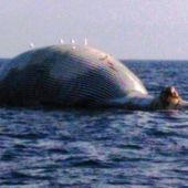 Avistan una ballena muerta en la costa de Girona