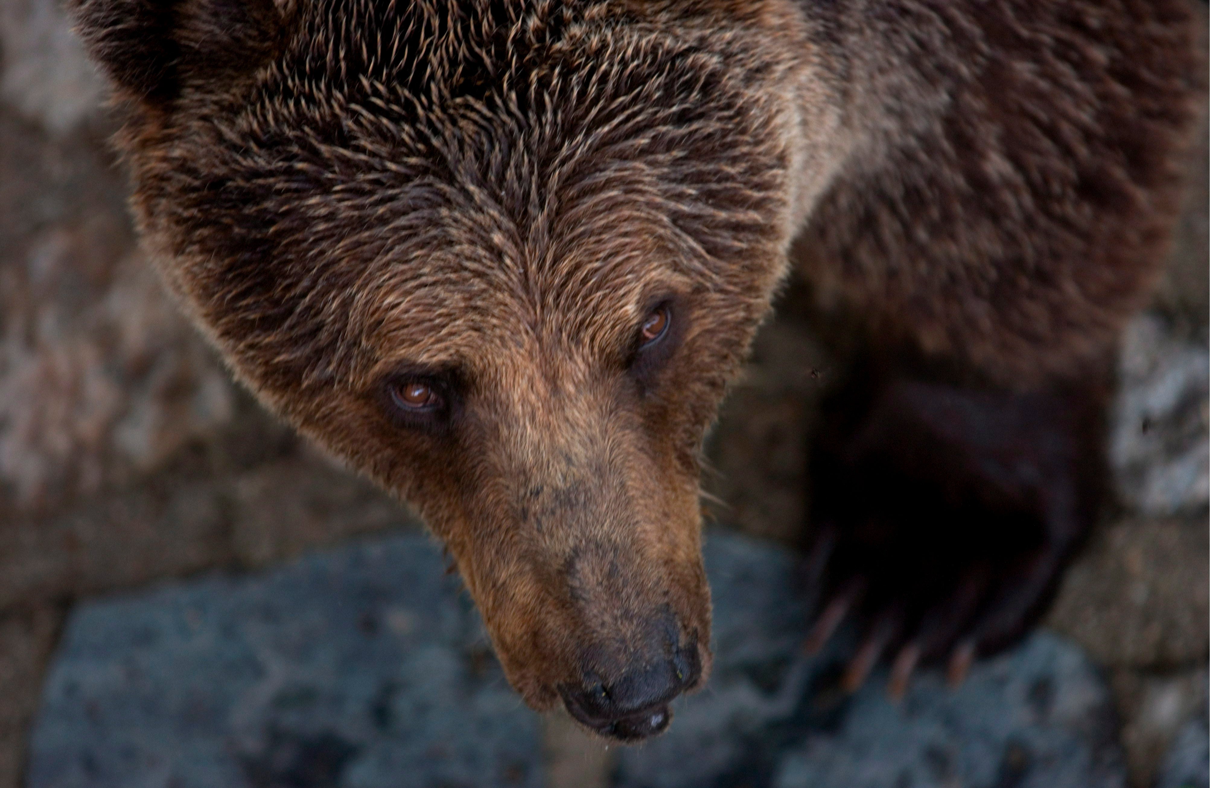 Un oso arranca la mano a un niño durante una excursión al zoológico Un oso arranca la mano a un niño durante una excursión al zoológico