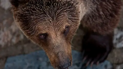 Un oso pardo Un oso pardo