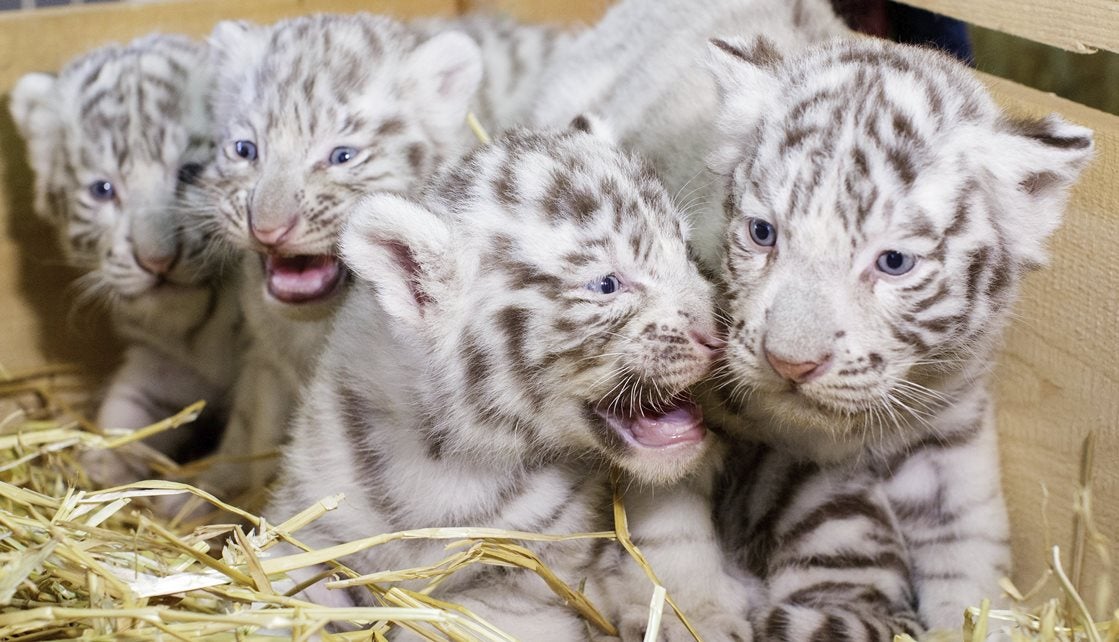 Dos cachorros de tigre blanco matan a uno de sus cuidadores en un parque natural de India Dos cachorros de tigre blanco matan a uno de sus cuidadores en un parque natural de India
