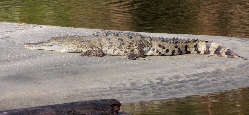 Las autoridades de Miami recuperan los restos de la mujer que fue atacada por un caimán Las autoridades de Miami recuperan los restos de la mujer que fue atacada por un caimán