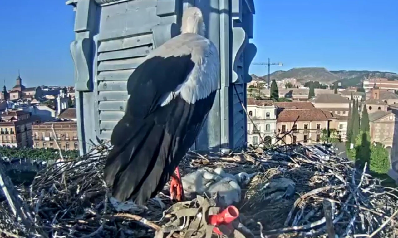 Las cigüeñas de Alcalá de Henares, las nuevas reinas de Youtube Las cigüeñas de Alcalá de Henares, las nuevas reinas de Youtube