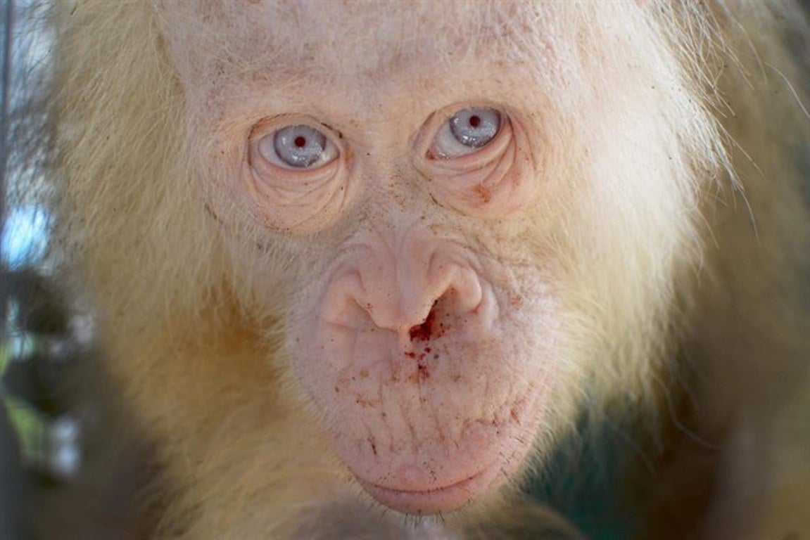 Rescatan a una orangutana albina en la isla de Borneo Rescatan a una orangutana albina en la isla de Borneo
