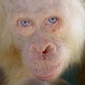 Rescatan a una orangután albina "extremadamente rara"