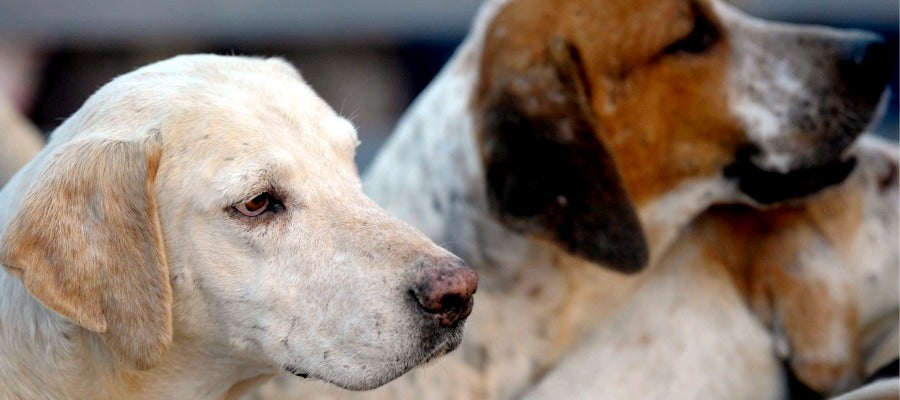 Varios perros Varios perros
