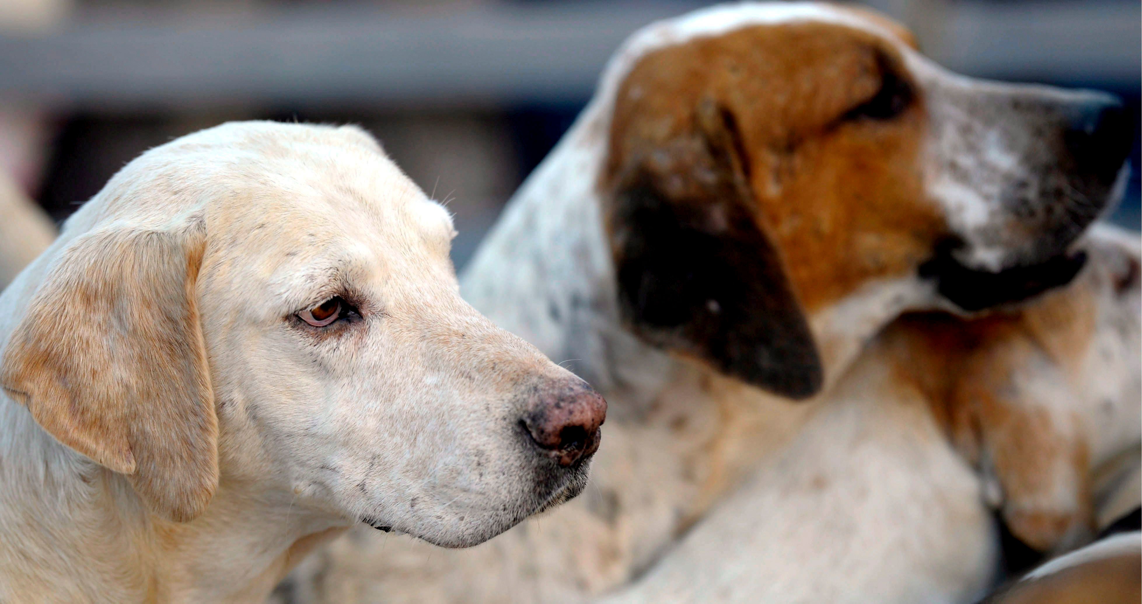 Los madrileños que quieran tener más de cinco perros o gatos en casa tendrán que pedir permiso al ayuntamiento Los madrileños que quieran tener más de cinco perros o gatos en casa tendrán que pedir permiso al ayuntamiento