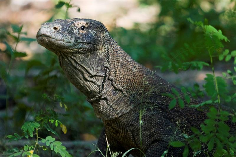 Un turista es atacado por un dragón de Komodo en un parque nacional de Indonesia Un turista es atacado por un dragón de Komodo en un parque nacional de Indonesia