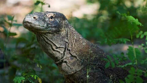 Drag&oacute;n de Komodo 