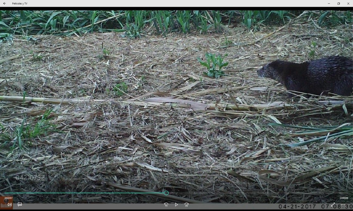 Un alumno del instituto El Palmeral de Orihuela constata la presencia de una nutria en el Parque Natural de El Hondo Un alumno del instituto El Palmeral de Orihuela constata la presencia de una nutria en el Parque Natural de El Hondo