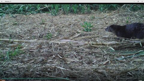 Nutria en El Hondo