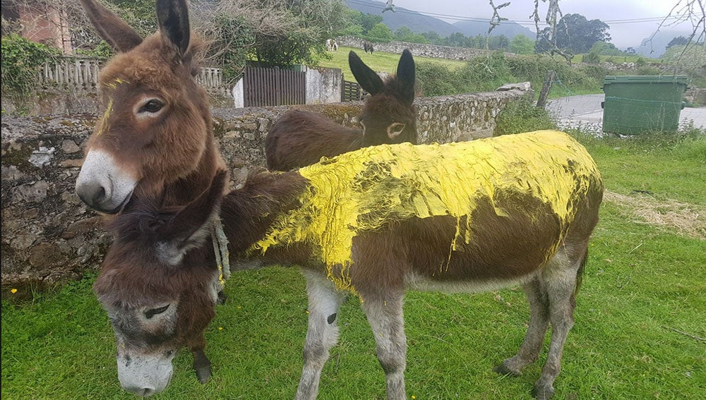 Buscan a los responsables de atacar a Marina, una burra que apareció pintada de amarillo Buscan a los responsables de atacar a Marina, una burra que apareció pintada de amarillo