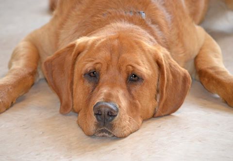 Eastwood, el perro que se quedó solo en un centro de acogida de animales, encuentra por fin un hogar Eastwood, el perro que se quedó solo en un centro de acogida de animales, encuentra por fin un hogar