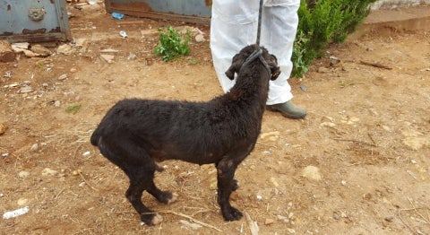 Rescatan a una veintena de perros desnutridos y enfermos en Sevilla Rescatan a una veintena de perros desnutridos y enfermos en Sevilla